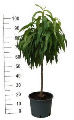 Zwergpfirsich `Bonanza´ Prunus Persica -Premium-Pflanzenauswahl-Shop zwergpfirsich weiss